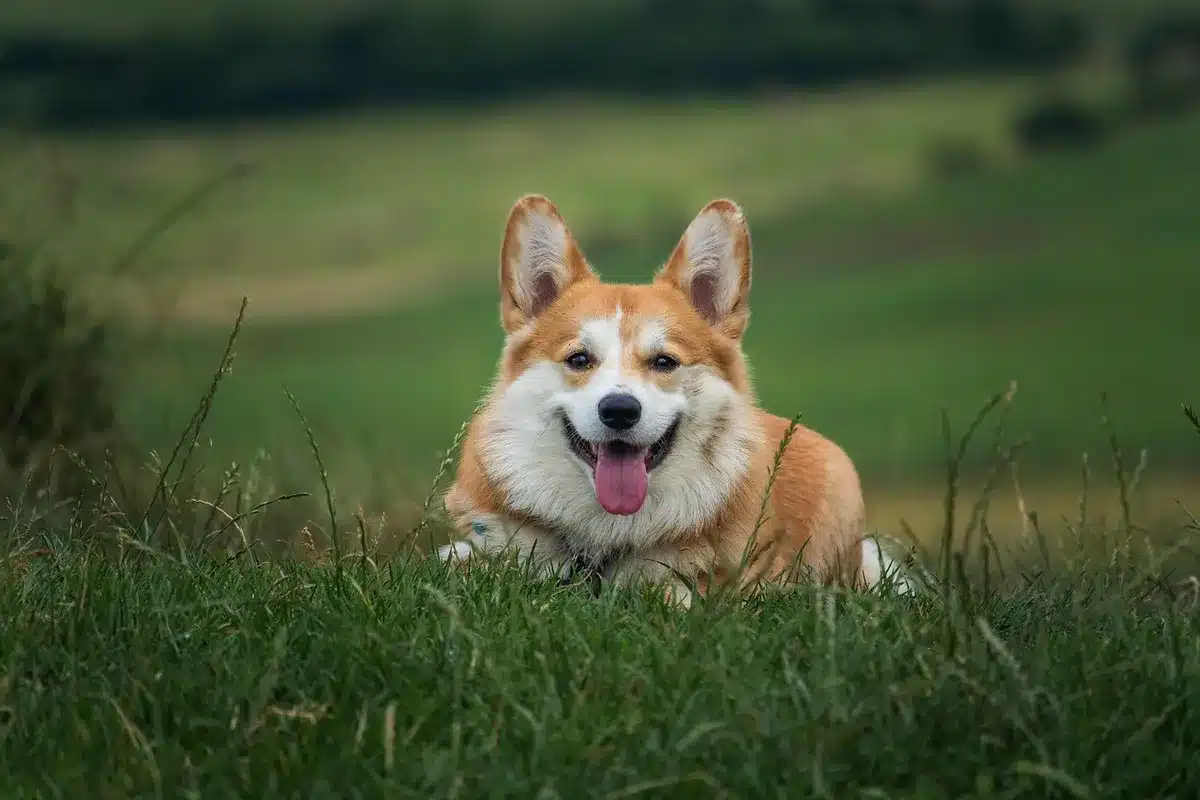 Dogpool costume or dog-themed prop in convention setting with colorful backdrop, playful and whimsical atmosphere capturing the character's presence