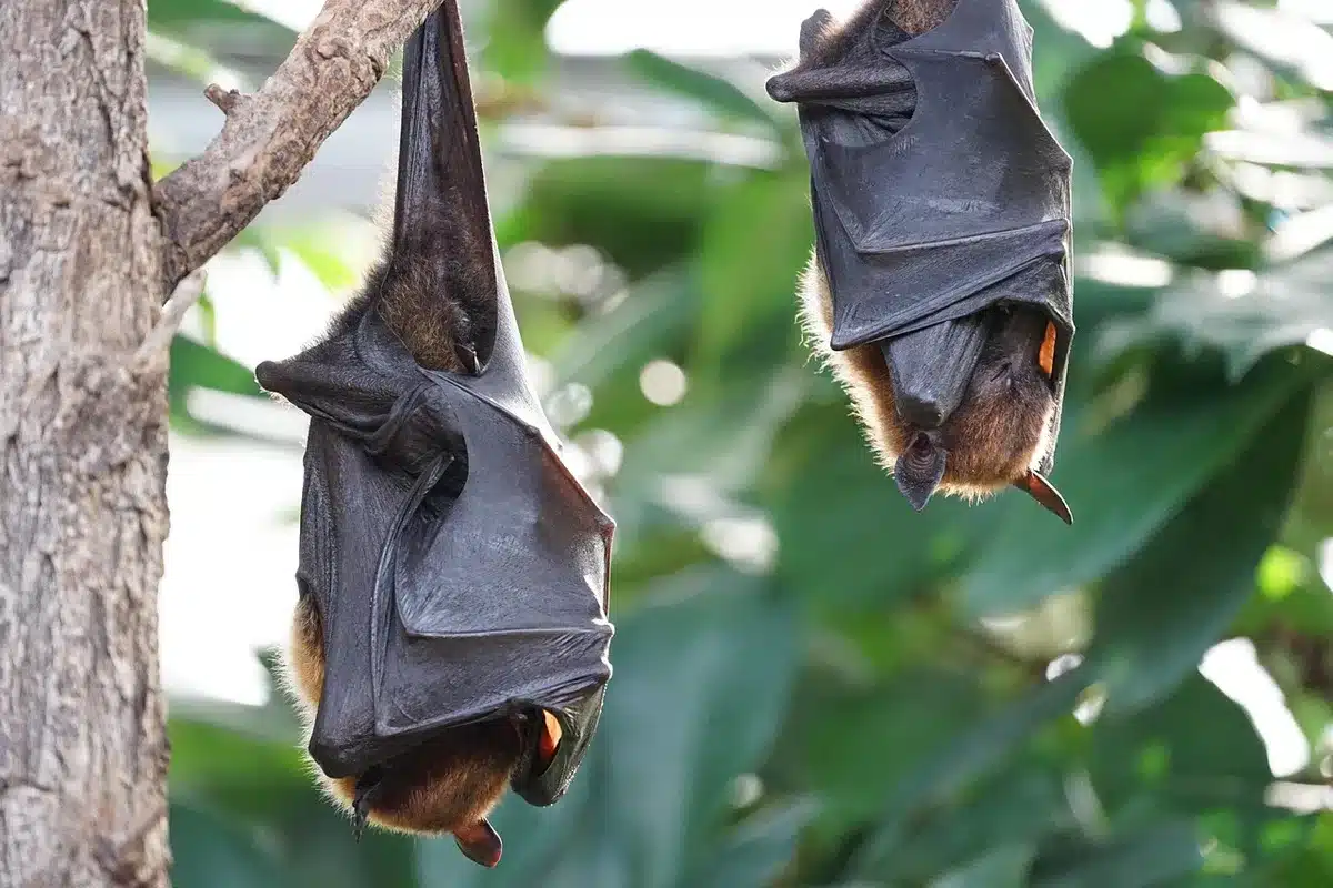A woman adopting a bat-inspired pose, symbolizing mantle change