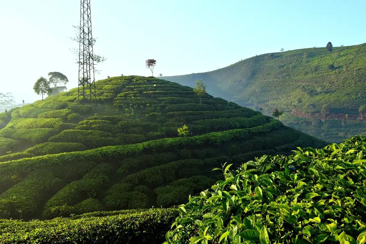Workers in a Kenyan tea plantation and rolling hills illustrating land and labor