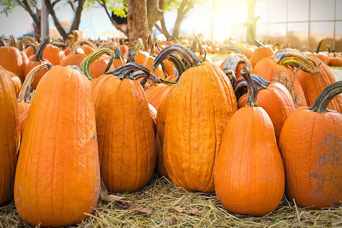 Empty rural pumpkin patch at dusk, a single lone jack-o'-lantern on a low wooden crate beside folded blankets and a small sign that reads only an anonymous symbol, distant trees on the horizon